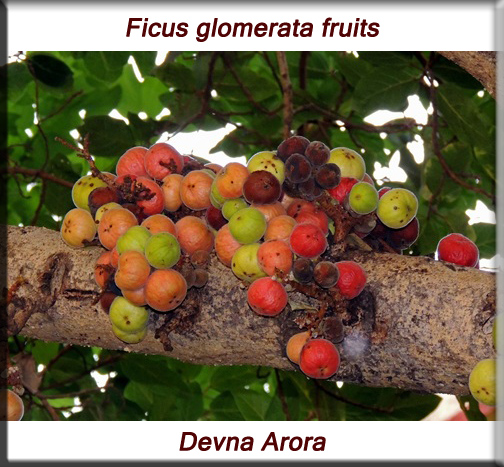 Ficus glomerata fruits